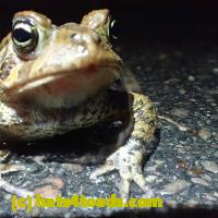 /home//u458753944/public_html/sourcegallery//Roxborough Toad Detour/2013-2019/2018/2018-04-28/P4280004.JPG